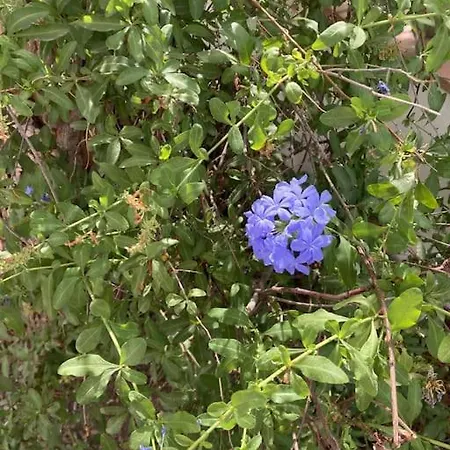 Alpujarra Garden Oasis Orgiva